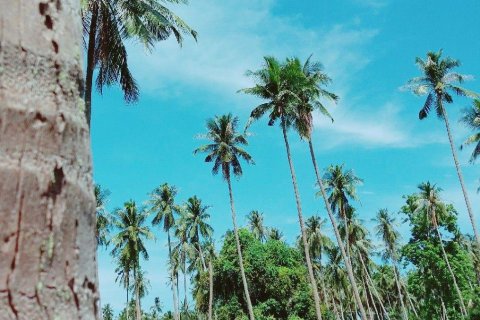 Land in Ko Samui, Thailand 33477 sq.m. № 179943