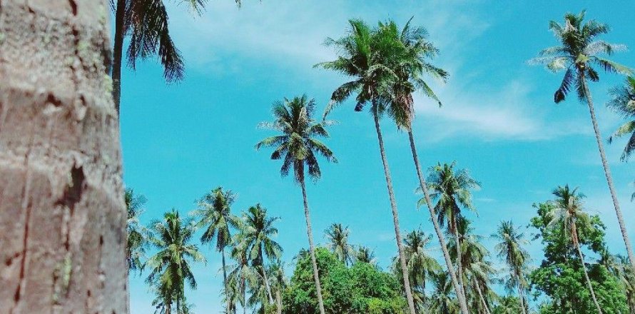 Land in Ko Samui, Thailand 33477 sq.m. № 179943