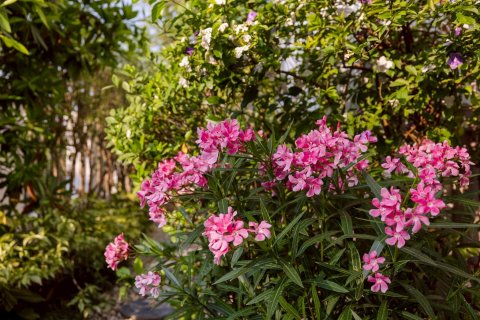 Вилла в Сан Кампаенге, Таиланд с 5 спальнями  № 170792 - фото 21