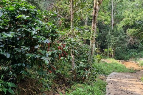 Земельный участок в Мае Оне, Таиланд 400404м2 № 142246 - фото 5