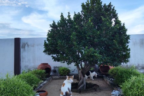 Дом в Сурине, Таиланд с 3 спальнями  № 148279 - фото 10