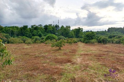 Terrain à Chiang Mai, Thaïlande № 162554 - photo 4