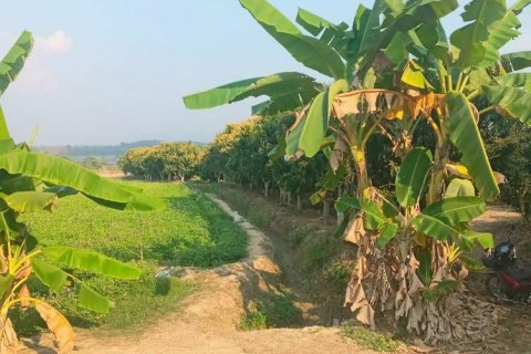 Terrain à Chiang Mai, Thaïlande № 162554 - photo 13