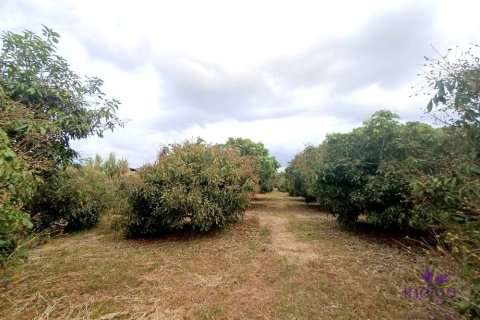 Terrain à Chiang Mai, Thaïlande № 162554 - photo 8