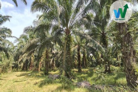 Земельный участок в Пхаттхалунге, Таиланд 10000м2  № 164316 - фото 4