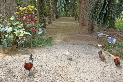 Земельный участок в Пхангнге, Таиланд 35040м2  № 164313 - фото 8