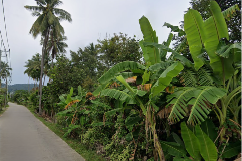Land in Ko Samui, Thailand 8200 sq.m. № 191323