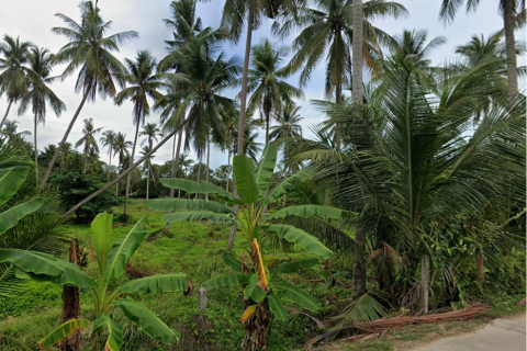 Land in Ko Samui, Thailand 8200 sq.m. № 191323 - photo 3