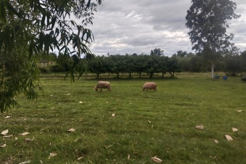 Terrain à Ubon Ratchathani, Thaïlande 16000 m2 № 156884 - photo 4