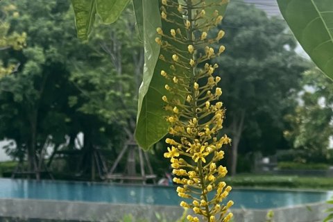 Дом в Самутпракане, Таиланд с 4 спальнями  № 157858 - фото 26