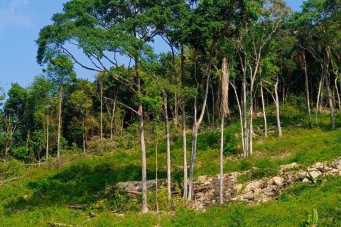 Terrain à Ko Samui, Thaïlande 3200 m2 № 164555 - photo 4