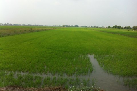 Land in Khlong Luang, Thailand 192000 sq.m. № 172158