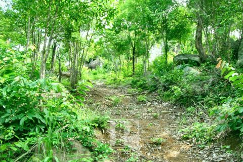 Terrain à Surat Thani, Thaïlande 31552 m2 № 154693 - photo 6