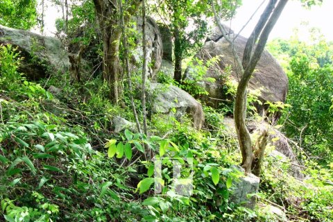 Terrain à Surat Thani, Thaïlande 31552 m2 № 154693 - photo 7