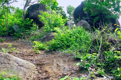 Terrain à Surat Thani, Thaïlande 31552 m2 № 154693 - photo 8