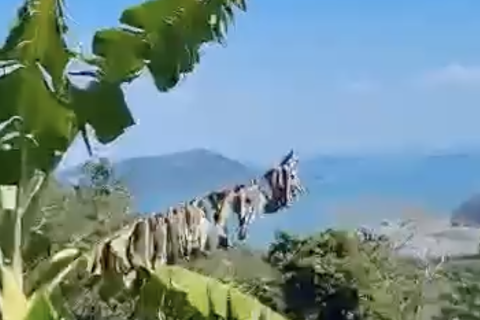 Земельный участок в Май Кхао, Таиланд 25700м2  № 152956 - фото 3