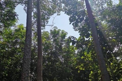 Land in Nan, Thailand 28800 sq.m. № 173274 - photo 4