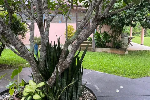 Дом в Чианграе, Таиланд с 5 спальнями  № 167678 - фото 29