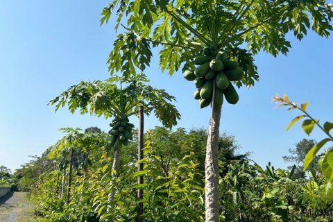 Земельный участок в Чиангмае, Таиланд  № 162561 - фото 24