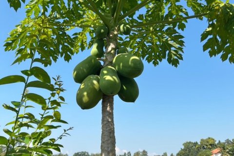 Земельный участок в Чиангмае, Таиланд  № 162561 - фото 25