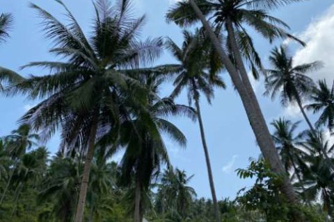 Land in Ko Samui, Thailand 1604 sq.m. № 180214 - photo 4