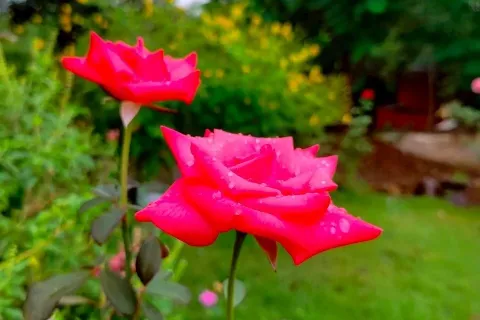 House in Phetchabun, Thailand 2 bedrooms № 154033 - photo 3