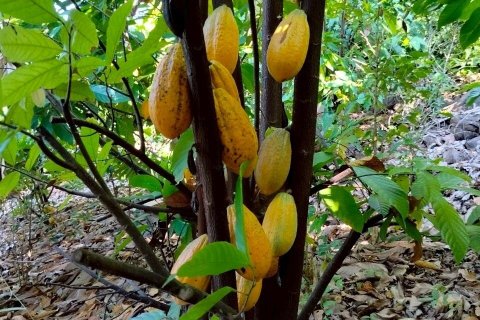 House in Phetchabun, Thailand 2 bedrooms № 154033 - photo 9