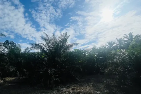 Terrain à Ao Luek, Thaïlande 24000 m2 № 154816 - photo 2