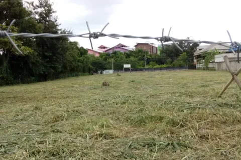 Land in Chiang Mai, Thailand № 162850 - photo 6