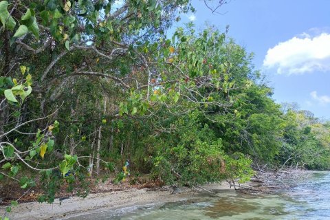 Земельный участок в Кантанге, Таиланд 18692.8м2  № 170617 - фото 7