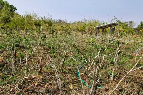 Land in Amnat Charoen, Thailand 12864 sq.m. № 167685 - photo 13