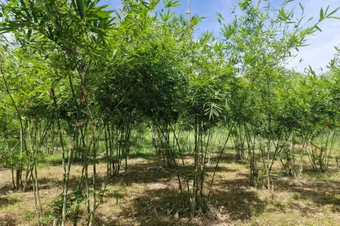 Land in Amnat Charoen, Thailand 12864 sq.m. № 167685 - photo 11