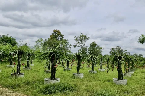 Land in Amnat Charoen, Thailand 12864 sq.m. № 167685 - photo 6