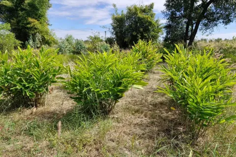 Land in Amnat Charoen, Thailand 12864 sq.m. № 167685 - photo 12