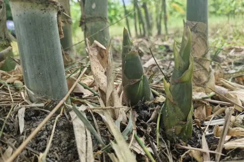 Land in Amnat Charoen, Thailand 12864 sq.m. № 167685 - photo 8