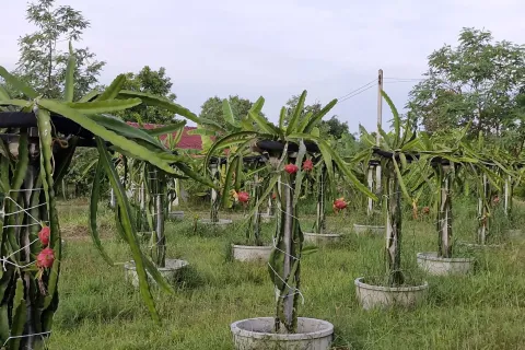 Land in Amnat Charoen, Thailand 12864 sq.m. № 167685 - photo 7