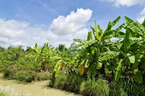 Land in Amnat Charoen, Thailand 12864 sq.m. № 167685 - photo 16