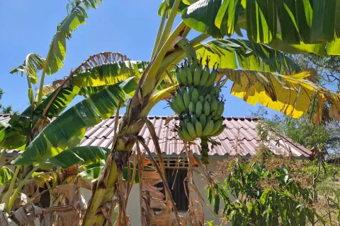 Land in Amnat Charoen, Thailand 12864 sq.m. № 167685 - photo 17