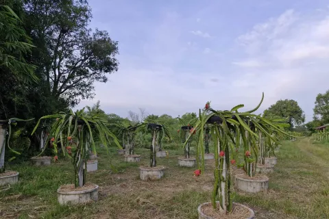 Land in Amnat Charoen, Thailand 12864 sq.m. № 167685 - photo 4