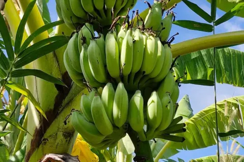 Land in Amnat Charoen, Thailand 12864 sq.m. № 167685 - photo 19