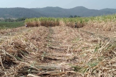 Land in Lopburi, Thailand 224000 sq.m. № 159518