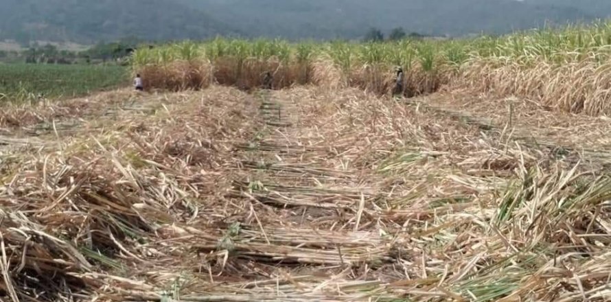 Land in Lopburi, Thailand 224000 sq.m. № 159518