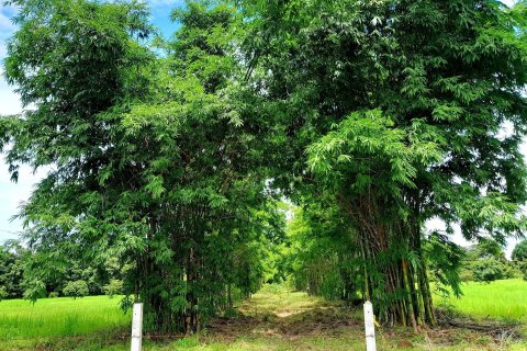 Terrain à Udon Thani, Thaïlande 19200 m2 № 154875 - photo 4