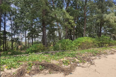 Terrain à Phang Nga, Thaïlande 4800 m2 № 154870 - photo 6