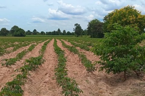 Земельный участок в Накхонратчасиме, Таиланд 54400м2  № 148648 - фото 2