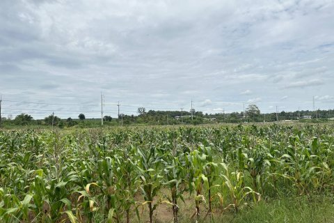 Land in Soeng Sang, Thailand 131200 sq.m. № 153587 - photo 2