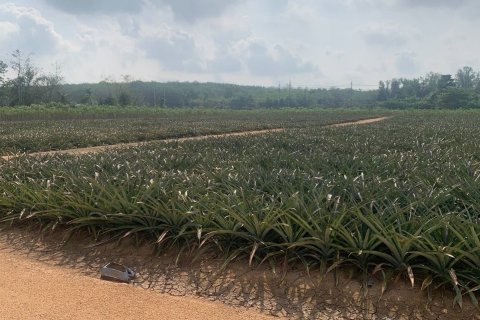 Земельный участок в Районге, Таиланд 80000м2  № 167220 - фото 3