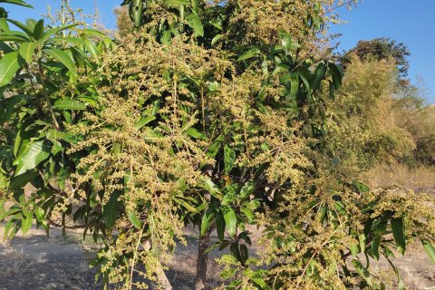 House in Phetchabun, Thailand 2 bedrooms № 167221 - photo 28