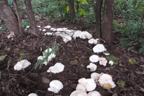 House in Phetchabun, Thailand 2 bedrooms № 167221 - photo 27