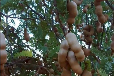 House in Phetchabun, Thailand 2 bedrooms № 167221 - photo 7